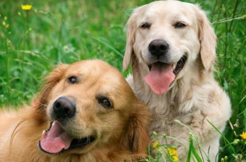 夏天狗狗是否能吃西瓜 科学喂养让狗主子健康度夏（狗子可以吃西瓜不）