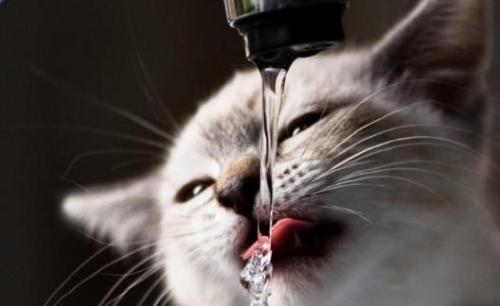 宠物猫咪不喜欢喝水不一定是病  这六种方法拯救你（宠物猫不喜欢喝水怎么办