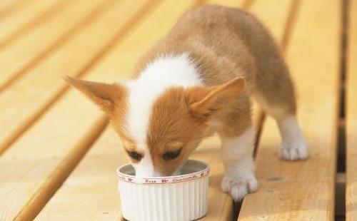 有关幼犬的饮食法则 狗狗用餐顺序的训练方法（幼犬餐食搭配）