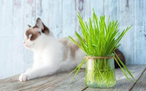 只知猫草能吐毛球可就落伍了 常见的猫咪食用植物（猫草可以吐毛球吗）