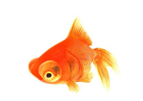 金鱼的种类-金鱼的家居风水应用（金鱼的种类介绍）