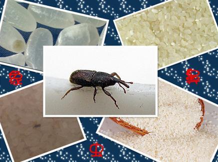 大米生虫子了怎么办？如何防止大米生虫子（大米生虫子了怎么办?如何防止大