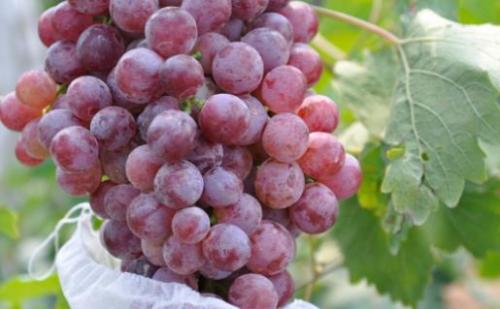 葡萄营养价值高 葡萄搭配其它水果做成果汁风味独特（葡萄可以搭配什么做果