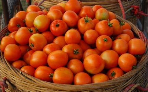 西红柿到底生吃好还是做菜好 西红柿的食用禁忌大全（西红柿是生吃好还是炒