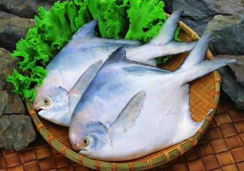 红烧鲳鱼的做法-清蒸鲳鱼的做法（红烧鲳鱼的家常做法大）