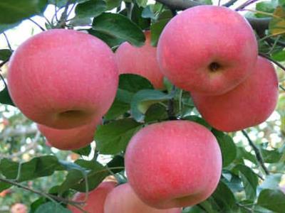 什么时候吃苹果最好？经常吃苹果有什么好处（什么时候吃苹果最好?经常吃苹