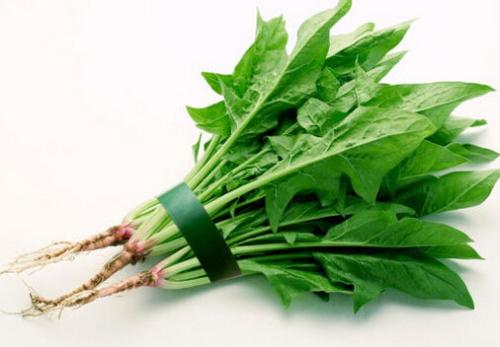 吃菠菜可降低结肠癌风险-菠菜的作用（吃菠菜对肠道有好处吗）