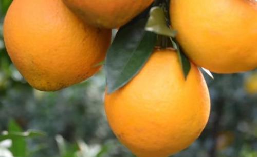 橙子皮也有很高的利用价值 橙子皮的功效与作用（橙子皮的妙用和价值）