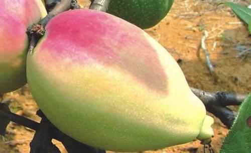宣木瓜能延缓衰老抗菌消炎 宣木瓜的食用方法（宣木瓜的食用方法和禁忌）