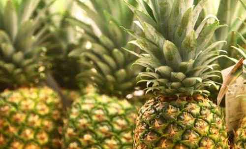 菠萝的7大养生功效 史上最全菠萝美食做法（菠萝的食疗功效）