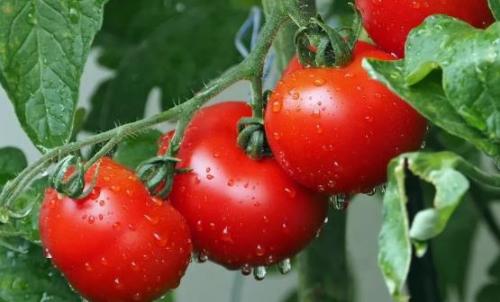 经常吃番茄对身体有4个好处 空腹吃番茄易引起腹痛（空腹吃番茄伤胃吗）