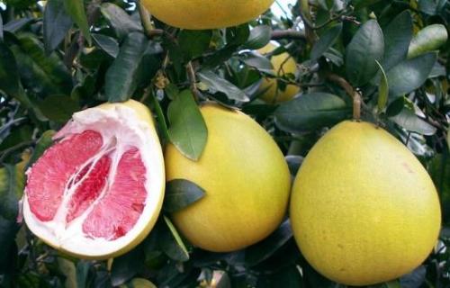 柚子营养价值及食用禁忌 挑柚子的方法（柚子的好坏）