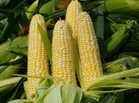 玉米的营养价值-玉米的功效与作用（玉米的营养价值和作用）