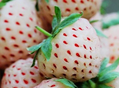 菠萝莓的营养价值、功效与作用、食用禁忌（菠萝莓的营养价值,功效与作用,食
