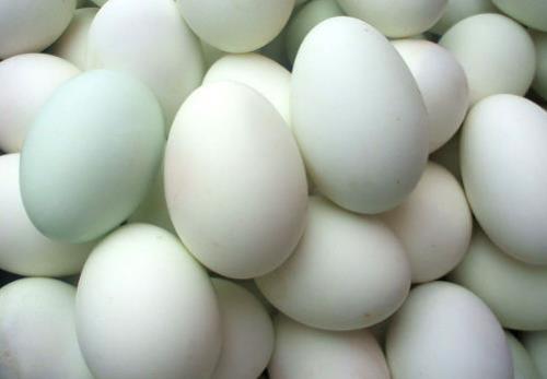 鸭蛋的营养价值-鸭蛋的功效与作用（鸭蛋的营养价值及功效与作用鸭蛋的）