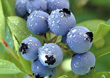 吃蓝莓有什么好处？蓝莓怎么吃？蓝莓的功效与作用（蓝莓吃了对身体有哪些功