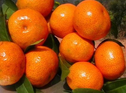 蜜橘的营养价值-蜜橘的食疗作用（蜜橘的营养功效与作用）