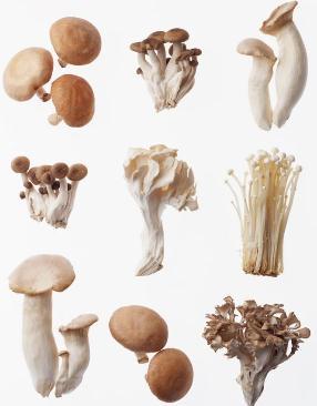 吃蘑菇有什么好处？蘑菇的营养价值（吃蘑菇有什么好处?蘑菇的营养价值高吗