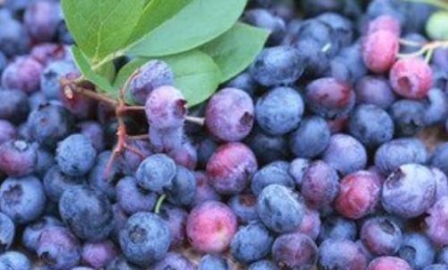 蓝莓增强记忆力及自身免疫力 吃蓝莓的禁忌（蓝莓增强记忆力吗）