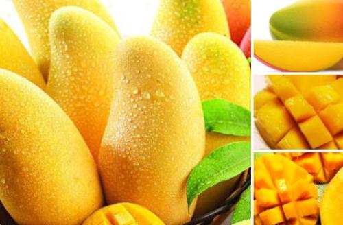 芒果不能与什么一起吃？吃芒果的注意事项（芒果不能与什么一起吃?吃芒果的