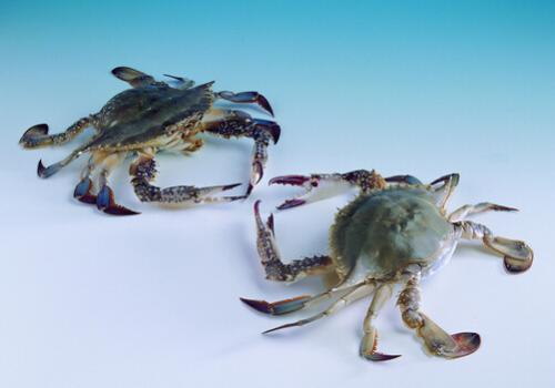 海蟹的营养价值-食用海蟹的注意事项（海蟹的营养价值和对人体的好处）