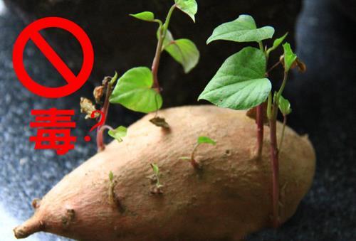 吃发芽的红薯会不会中毒？红薯发芽了还能吃吗（红薯发芽了可以吃）