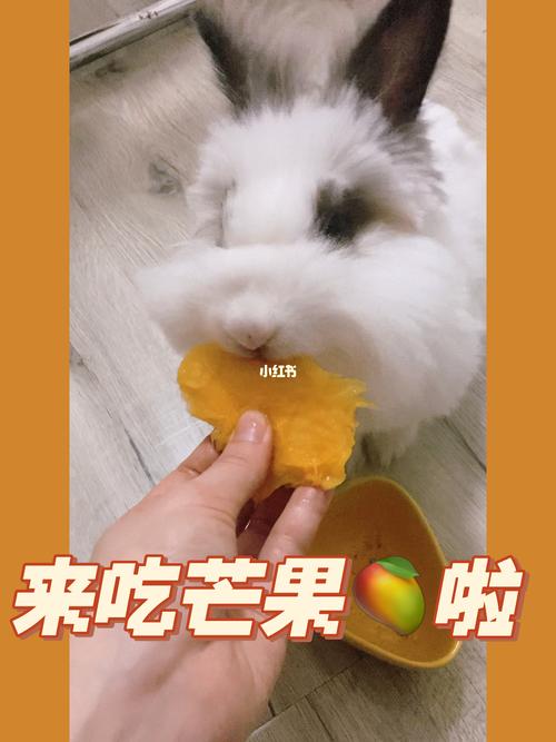 兔子能吃芒果吗（芒果对兔子的营养价值与食用安全性探讨）